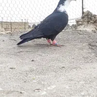 کفتر کرباتی نر