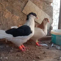 کفتر جفتی|پرنده|رفسنجان, |دیوار