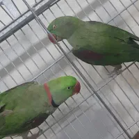 شاه طوطی جفت مولد|پرنده|رباط‌کریم, رباط‌کریم|دیوار