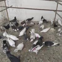 کفتر قم بار4شنبه پرنده کیان جدا کن فقط دونه ای100|پرنده|کرج, خرمدشت|دیوار