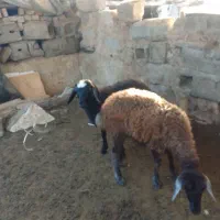 دوعدد بره