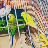 یک جفت مرغ عشق با جوجه