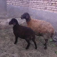 میش و بره|حیوانات مزرعه|تربتحیدریه, کوی شهید احمدزاده ملکی|دیوار