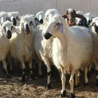 مرکز فروش گوسفند زنده بره نذری عقیقه ،ملک شهر|حیوانات مزرعه|اصفهان, ملکشهر|دیوار