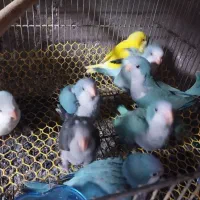 راهب|پرنده|رشت, جانبازان|دیوار