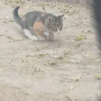 بچه گربه زخمی|حیوانات|مشهد, امامیه (شهرک غرب)|دیوار