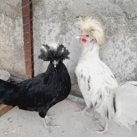 مرغ‌وخروس