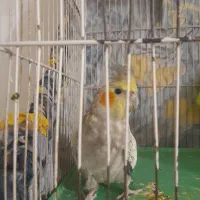 عروس هلندی|پرنده|مشهد, گلشور|دیوار