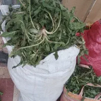 کاسنی بَژ تازه