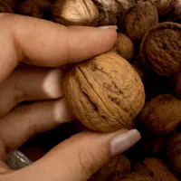 گردو ،با اندازه و کیفیت متوسط