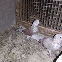 نرماده گرگی