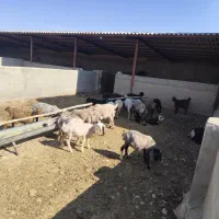 گوسفند زنده و گوشت کشتار روز