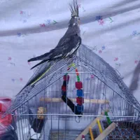 عروس هلندی|پرنده|زنجان, |دیوار