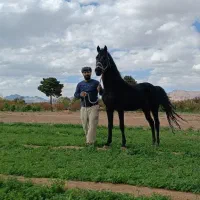 اسب و کره مادیون و مادیون|اسب و تجهیزات اسبسواری|اصفهان, جلفا|دیوار