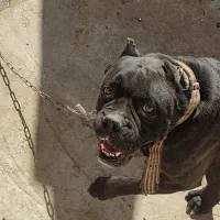 سگهای باهوش|سگ|کرمان, |دیوار