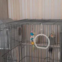 یک جفت عروس هلندی|پرنده|فیروزکوه, |دیوار