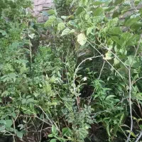 فروش انواع مرکبات مثمر وغیر مثمر و گل آپارتمانی