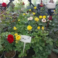 رز هلندی  عالی   (بازار گل گیاه رضوان )