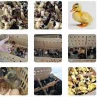 جوجه گلپایگانی و جهادی،  اردک،  بلدرچین،  سلطان