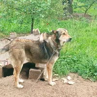 سگ ماده سرابی