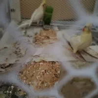یک جفت طوطی عروس لوطینو چشم شرابی مولد با قفس|پرنده|نظرآباد, نظرآباد|دیوار