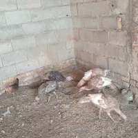 انبار الوم|حیوانات مزرعه|انبارآلوم, |دیوار