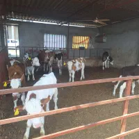 فروش گوساله نر و ماده سیمینتال