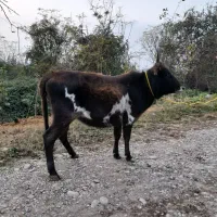 گاو ورزا کوله لیشه|حیوانات مزرعه|سنگر, |دیوار