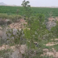 خدمات|استخدام سرایداری و نظافت|فامنین, |دیوار