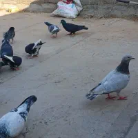 کفتر شهرستانی المانی