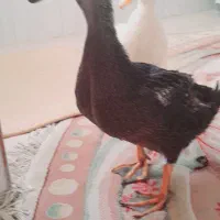 دو عدد اردک|پرنده|کوهدشت, |دیوار