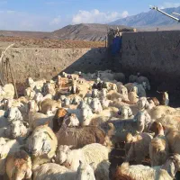 گله گوسفند|حیوانات مزرعه|جیرفت, |دیوار