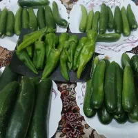 خیارشوری وخیارسبز محلی