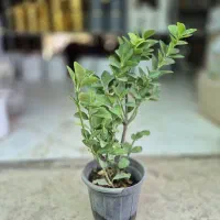 گیاه شمشاد *گلخانه من *