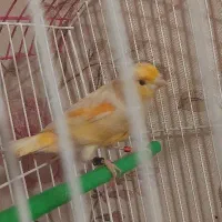 قناری نر موزائیکی