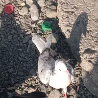 کفتر ها با اکانت پابجی معاوضه میشه فروش هم است