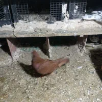 کبوتر|حیوانات|بومهن, |دیوار