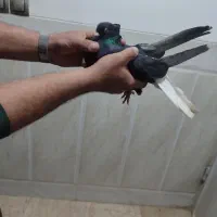 کبوتر|پرنده|زارچ, |دیوار