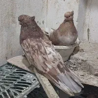 کفتر نوکریز ونوک قنار