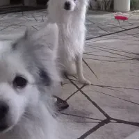 واگذاری اشپیتز|سگ|گلبهار, شهر جدید گلبهار|دیوار