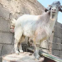 نری|حیوانات مزرعه|بم, |دیوار
