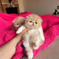 گربه  ناز ملوس واگذاری میپذیرم