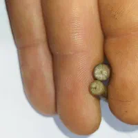 سنگ ومهره عطیقه|کلکسیون اشیاء عتیقه|تهران, شوش (باغ آذری)|دیوار