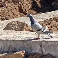 کبوتر گرفته شده