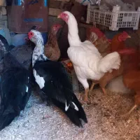 موتور سیکلت مرغ لاری اصل ۲عدد|پرنده|انبارآلوم, |دیوار