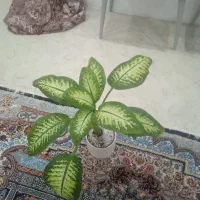 گل دیفن باخیا|گل و گیاه طبیعی|بیرجند, |دیوار