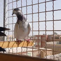 کفتر پرشی|پرنده|یزد, |دیوار
