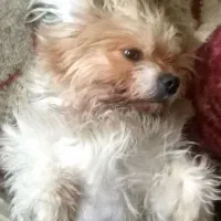 سگ شیتزو دورگه