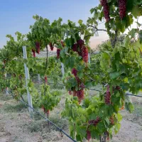 باغ ایستاده براسفالت فرعی فلکه فرودگاه املاک عمارت