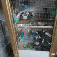 تعدادی فنچ نر وماده همراه باقفس و مخلفات